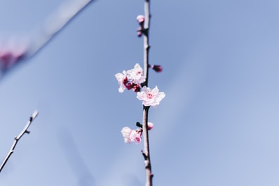 粉红色的樱花盛开在白天
